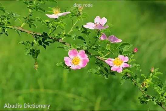 dog rose